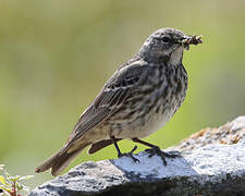 European Rock Pipit