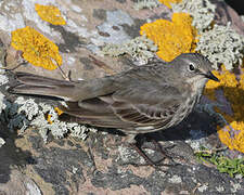 Pipit maritime