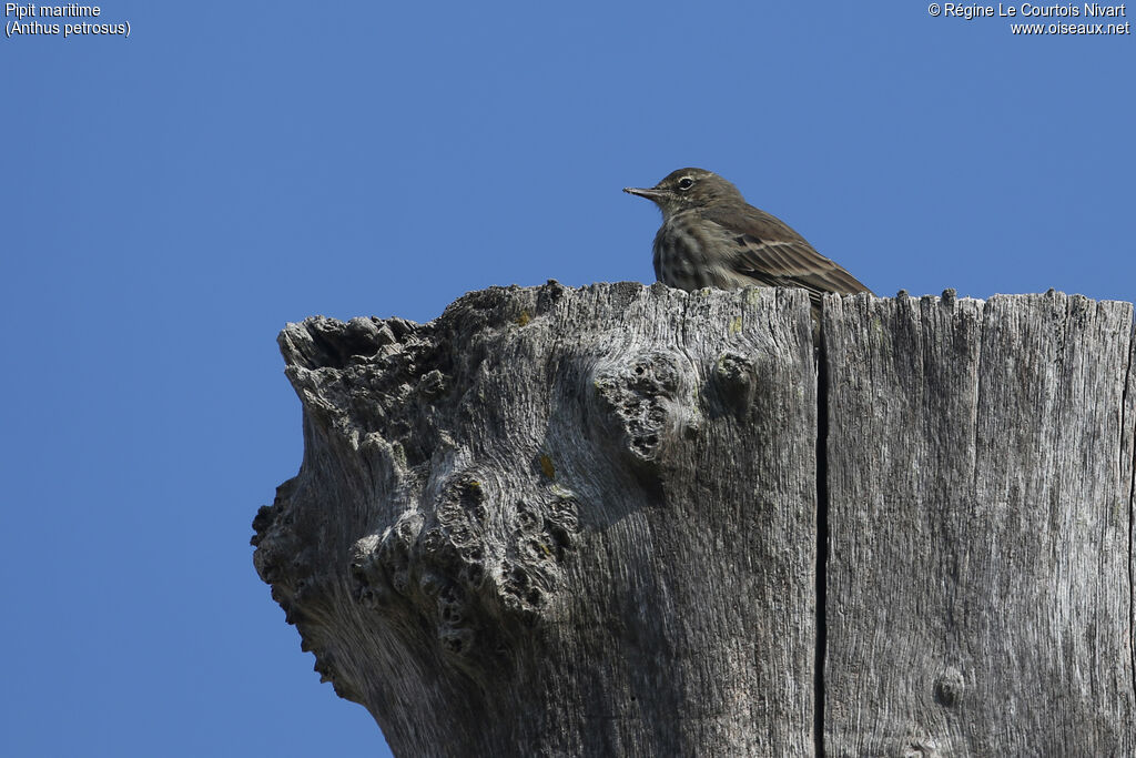 European Rock Pipit