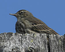 Eurasian Rock Pipit