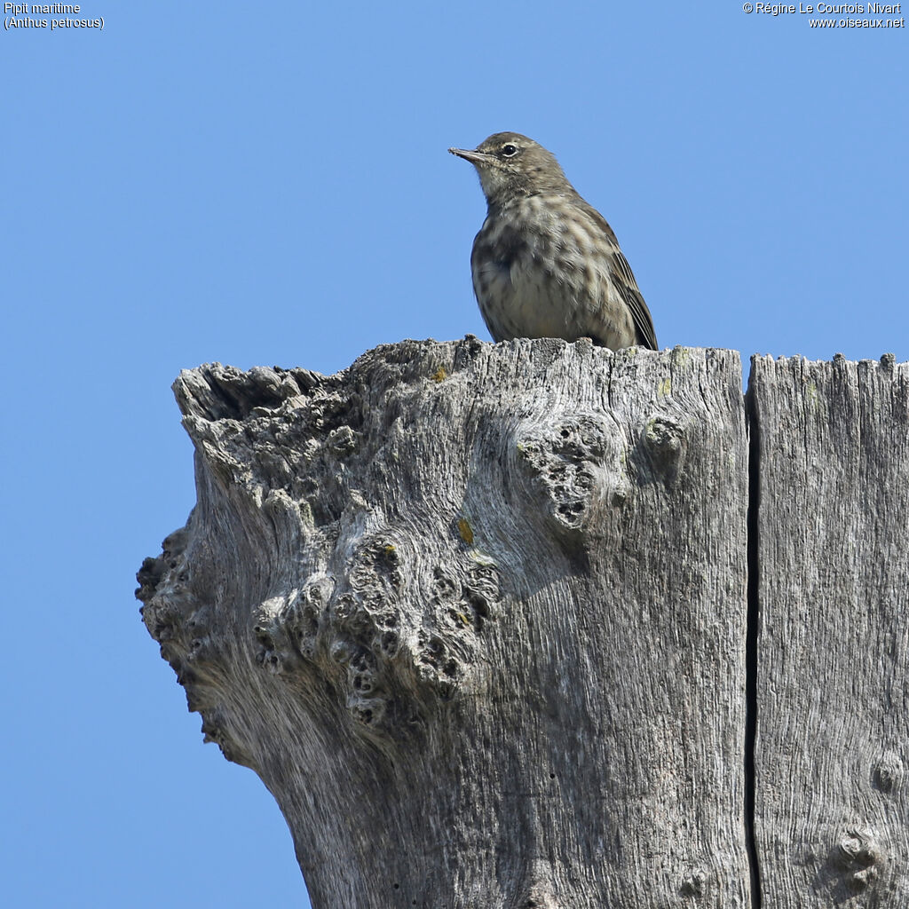 Eurasian Rock Pipit