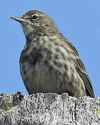 European Rock Pipit