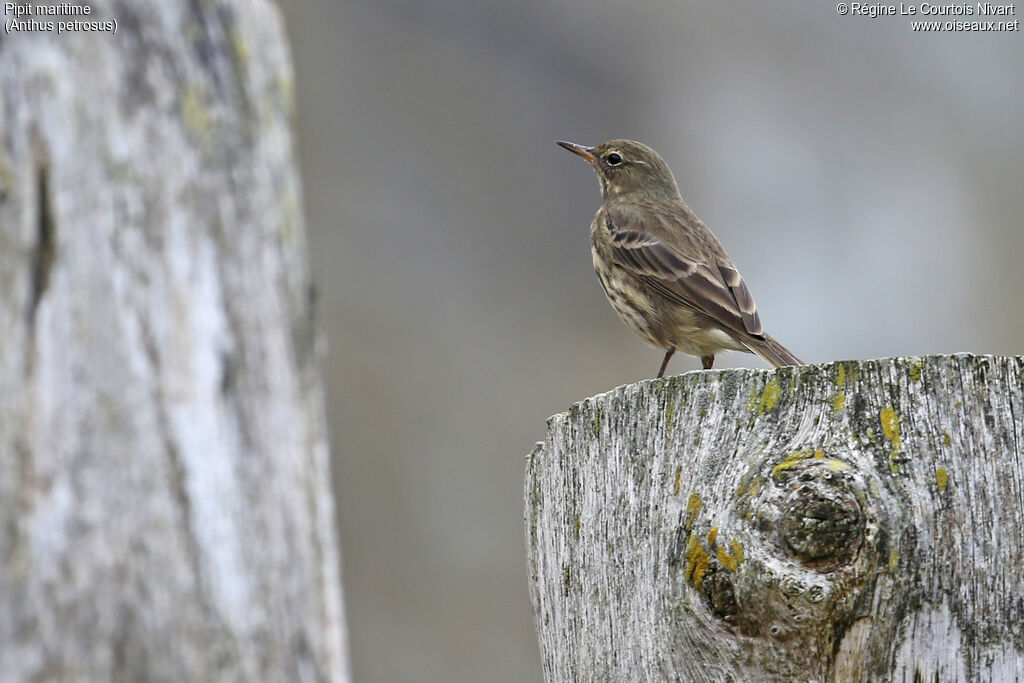 Eurasian Rock Pipit