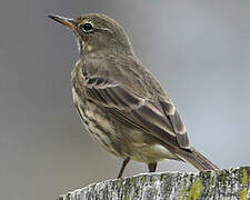 European Rock Pipit