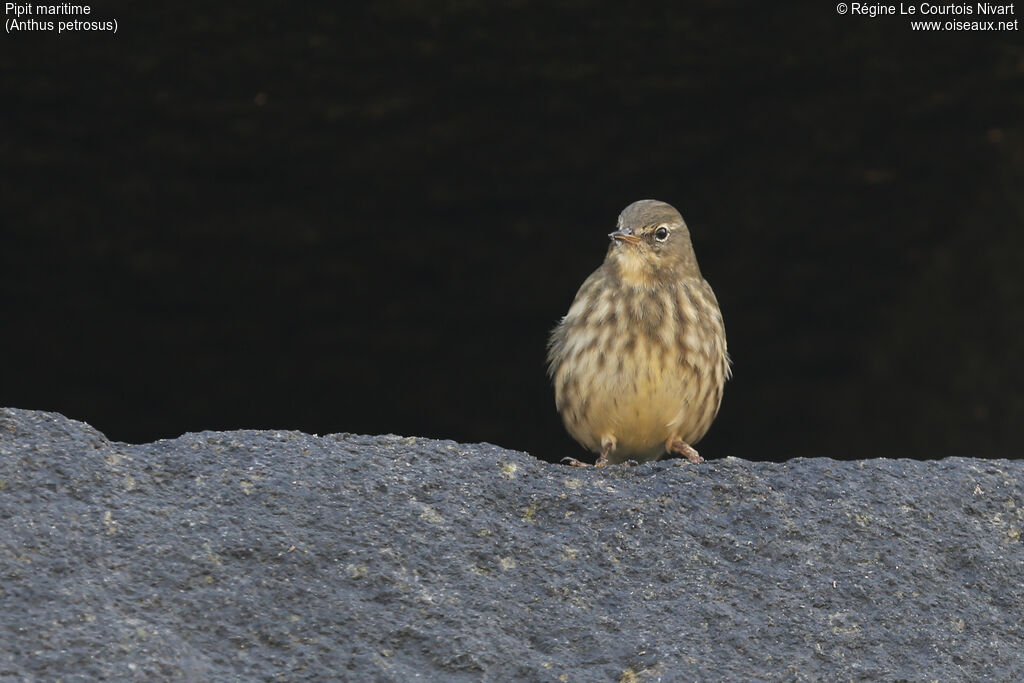 European Rock Pipit