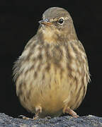 European Rock Pipit