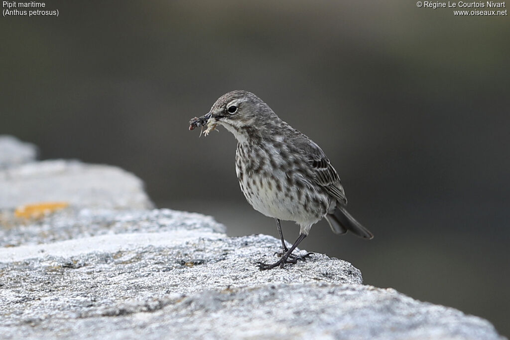 European Rock Pipit