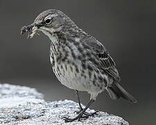 Eurasian Rock Pipit