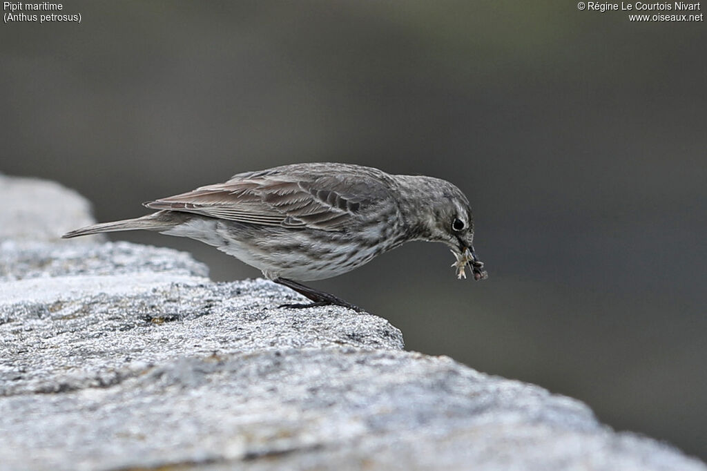 Eurasian Rock Pipit