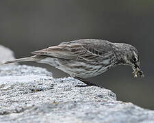 Eurasian Rock Pipit