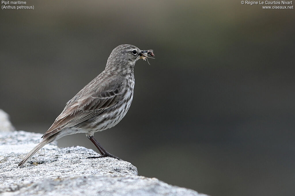 Eurasian Rock Pipit