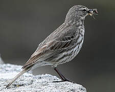 Eurasian Rock Pipit