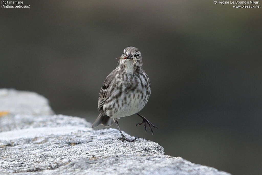 Eurasian Rock Pipit