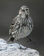 European Rock Pipit