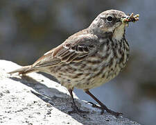 European Rock Pipit