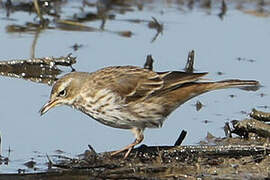 Water Pipit