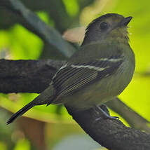 Piprite verdin