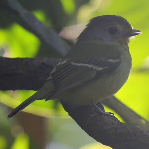 Piprite verdin