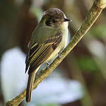 Pipromorphe à tête brune