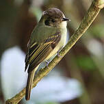 Pipromorphe à tête brune