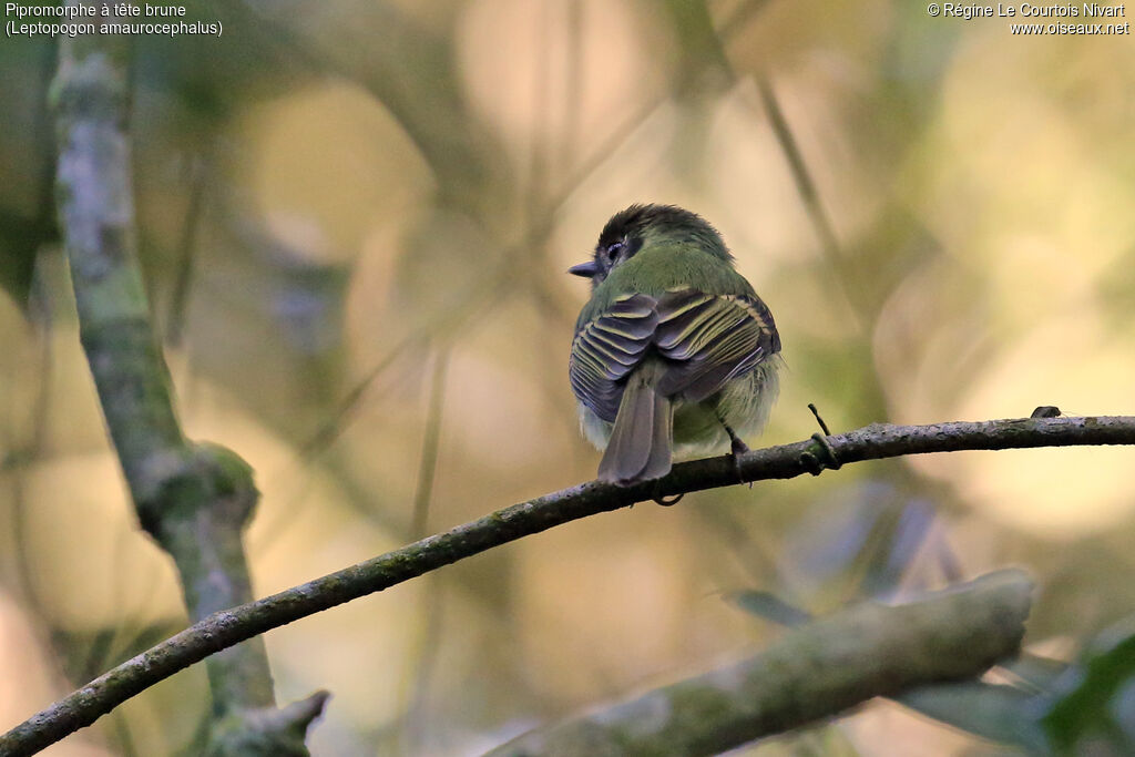 Sepia-capped Flycatcher