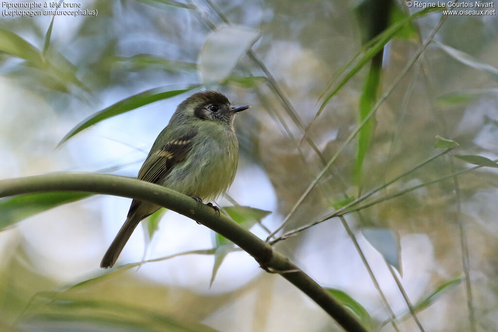 Sepia-capped Flycatcher