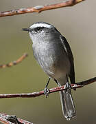 White-browed Chat-Tyrant