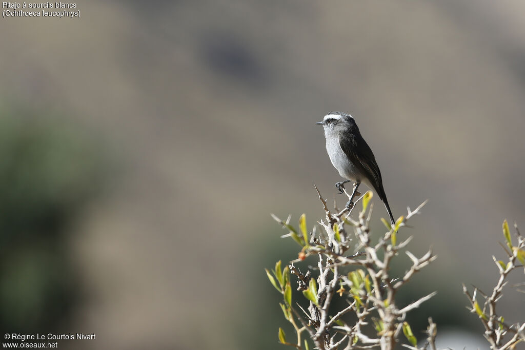 White-browed Chat-Tyrant