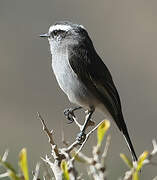 White-browed Chat-Tyrant