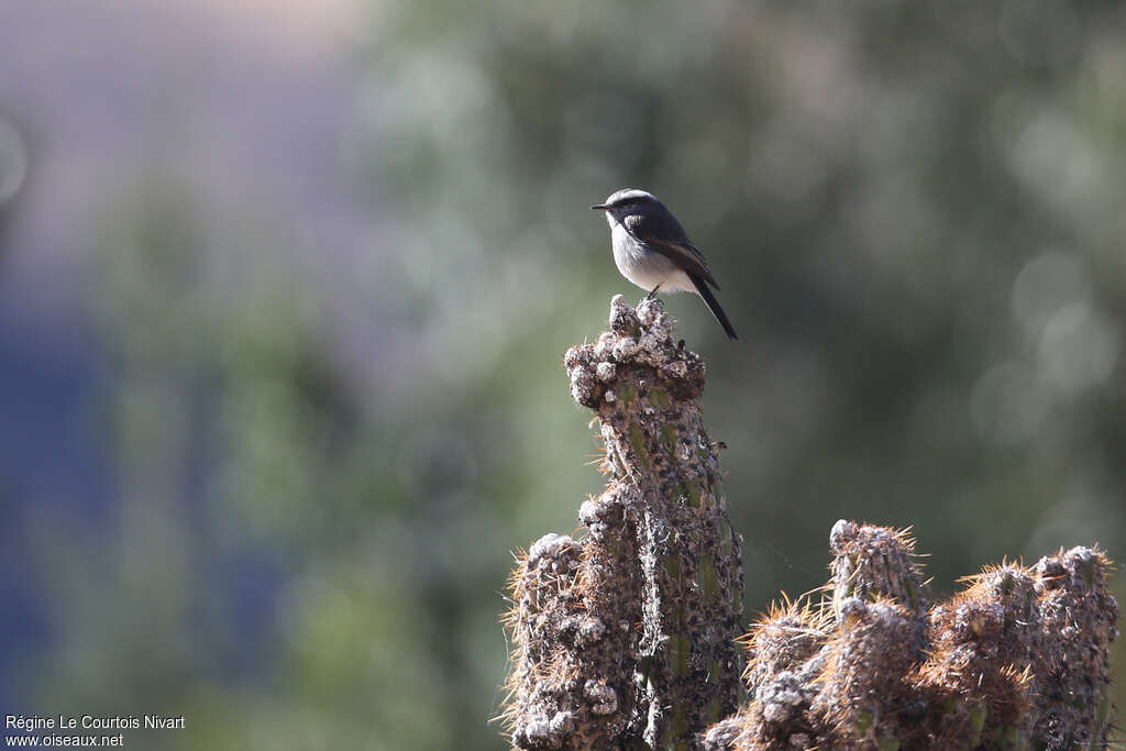 White-browed Chat-Tyrantadult, habitat