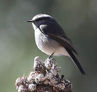 White-browed Chat-Tyrant