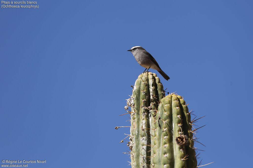 White-browed Chat-Tyrant