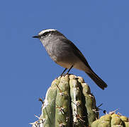 White-browed Chat-Tyrant