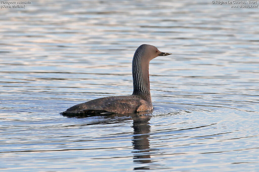 Plongeon catmarin