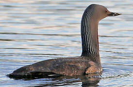 Red-throated Loon