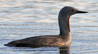 Red-throated Loon