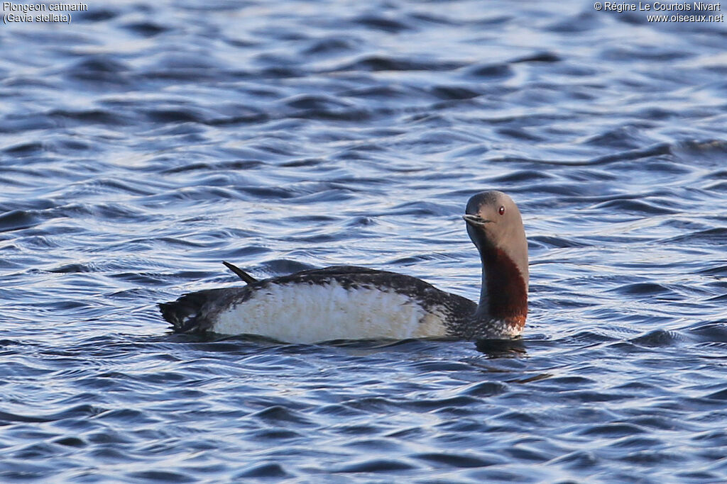 Red-throated Loon