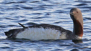 Red-throated Loon