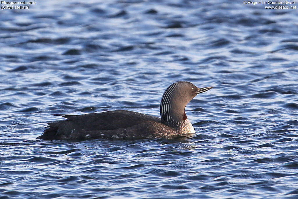 Red-throated Loon