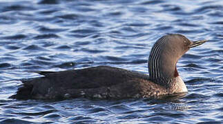 Red-throated Loon