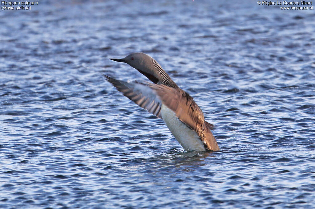 Red-throated Loon