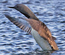 Plongeon catmarin