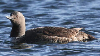 Red-throated Loon