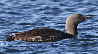 Red-throated Loon