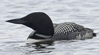 Common Loon