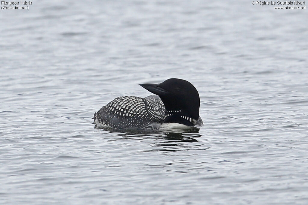 Common Loon