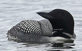 Common Loon