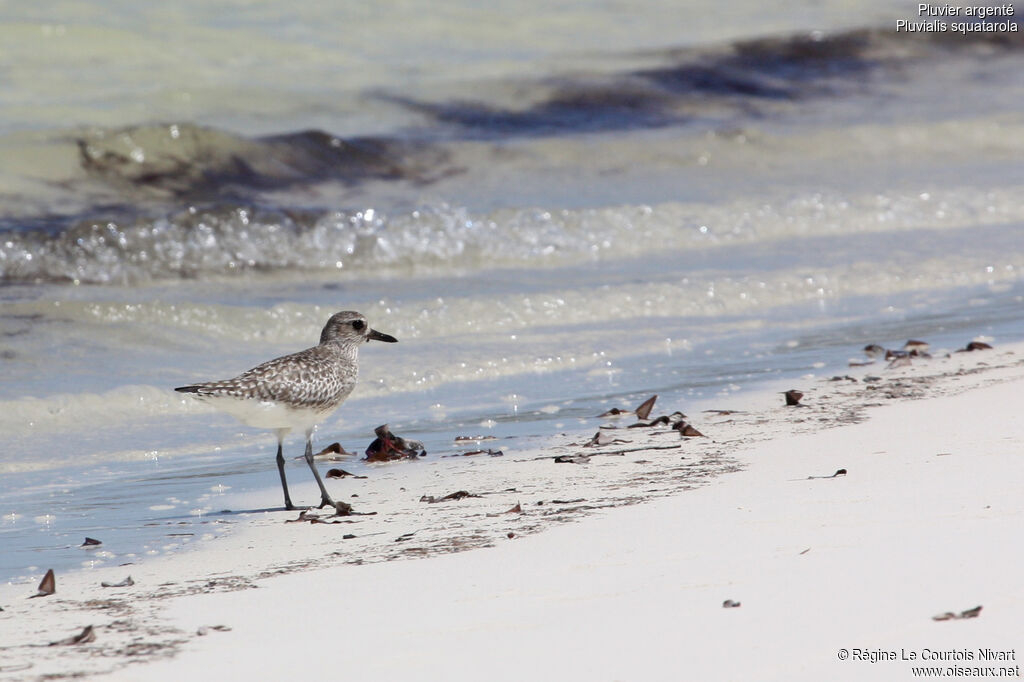 Grey Plover