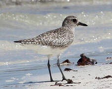 Grey Plover