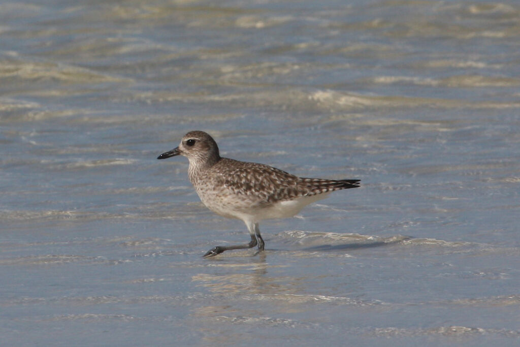 Grey Plover